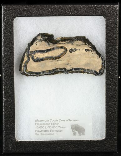 Mammoth Molar Slice With Case - South Carolina #58323